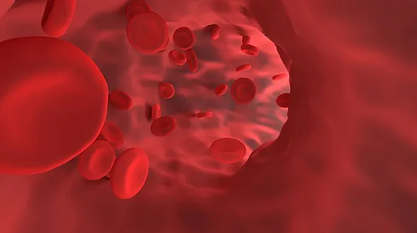body cells