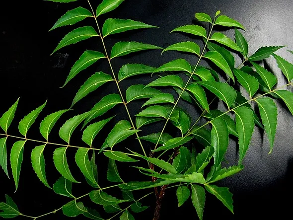 neem leaps